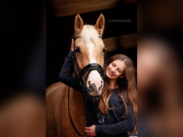Pony tedesco Giumenta 6 Anni 152 cm Palomino in GörlitzGörlitz