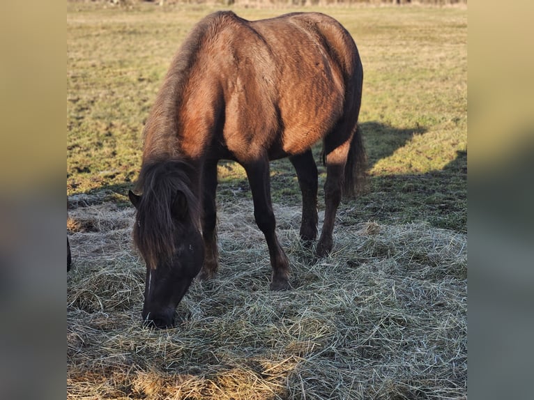 Pony tedesco Giumenta 6 Anni 152 cm Sauro ciliegia in Ulrichstein