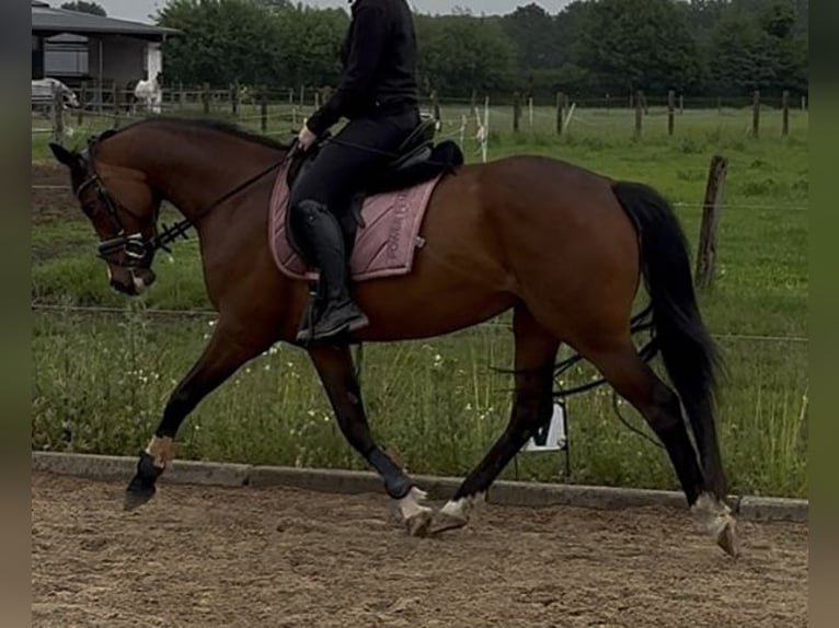 Pony tedesco Giumenta 6 Anni 153 cm Baio in Bönebüttel