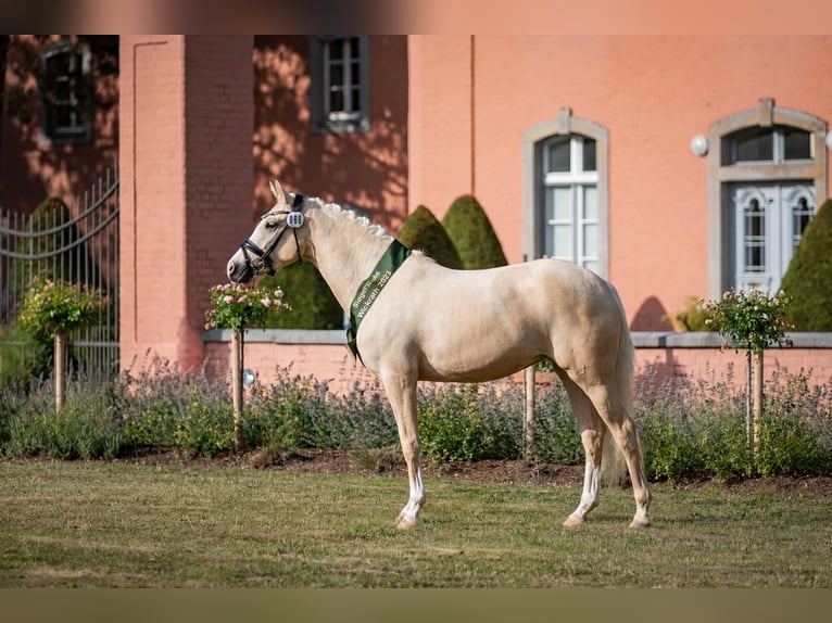 Pony tedesco Giumenta 6 Anni 153 cm Palomino in Jüchen