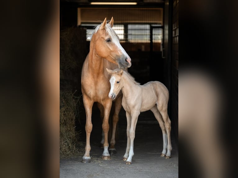 Pony tedesco Giumenta 6 Anni 153 cm Palomino in Jüchen