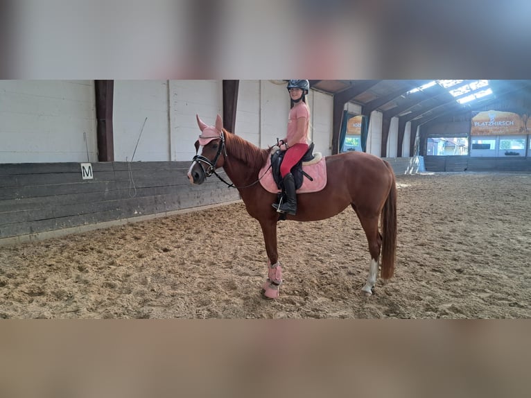 Pony tedesco Giumenta 6 Anni 153 cm Sauro in Burgdorf