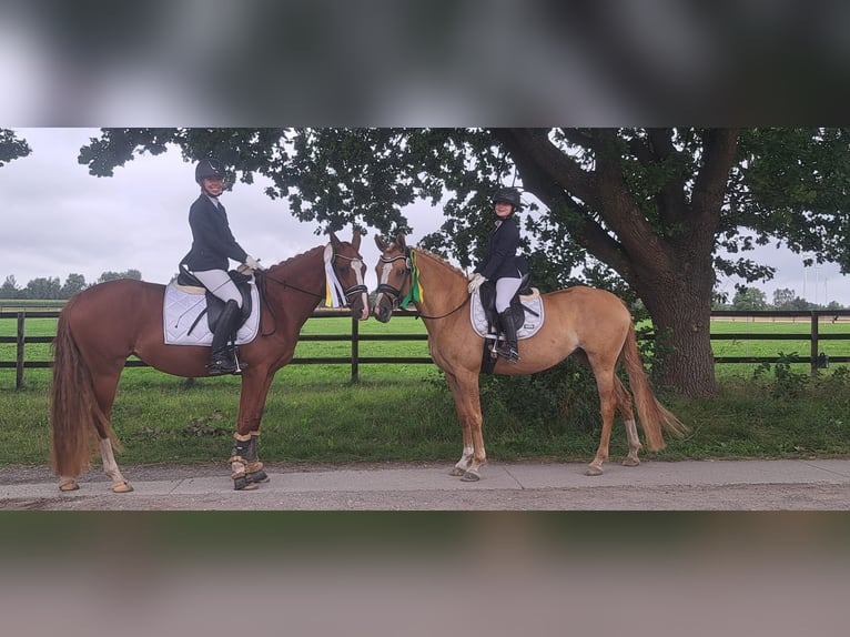 Pony tedesco Giumenta 6 Anni 153 cm Sauro in Burgdorf