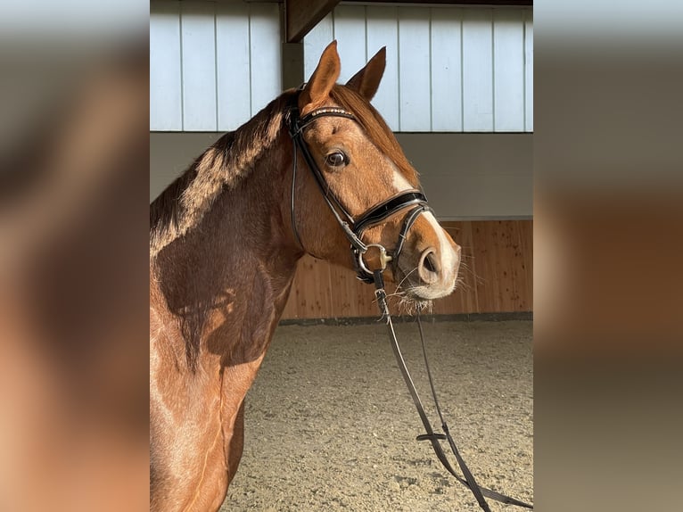 Pony tedesco Giumenta 6 Anni 155 cm Sauro in Löhne