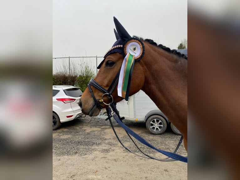 Pony tedesco Giumenta 6 Anni 156 cm Baio in Ober-Ramstadt