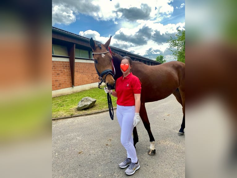 Pony tedesco Giumenta 6 Anni 156 cm Baio in Ober-Ramstadt