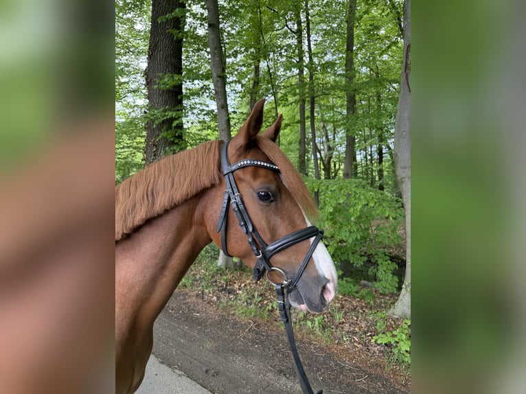 Pony tedesco Giumenta 6 Anni  in Hörstel