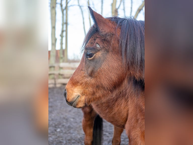 Pony tedesco Giumenta 7 Anni 140 cm Baio in Haselbachtal