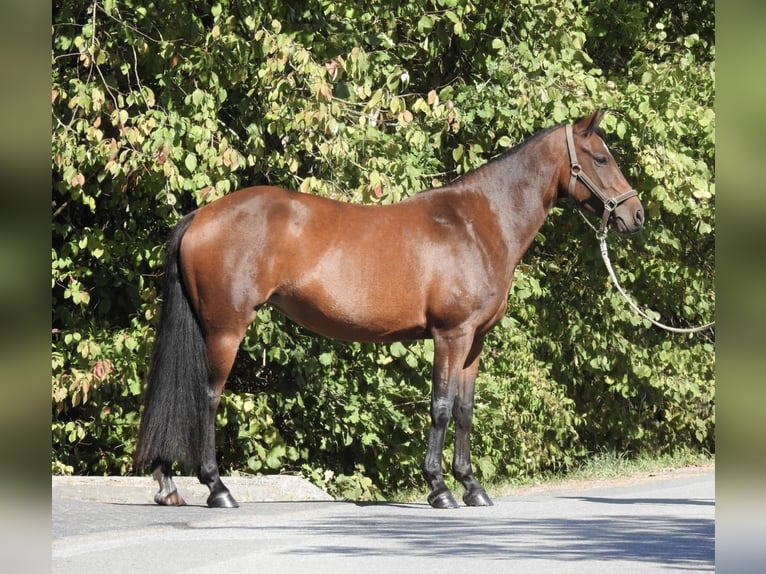 Pony tedesco Giumenta 7 Anni 140 cm Baio in Verl