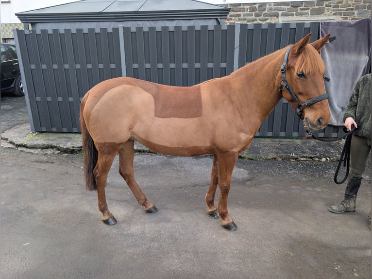 Pony tedesco Giumenta 7 Anni 141 cm Sauro in Morsbach