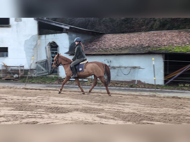Pony tedesco Giumenta 7 Anni 141 cm Sauro in Morsbach