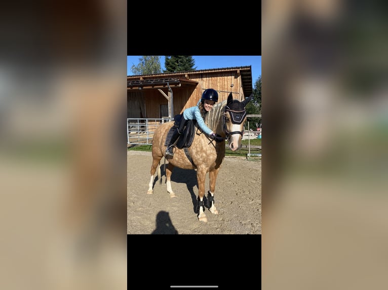 Pony tedesco Giumenta 7 Anni 142 cm Palomino in Kematen an der Krems