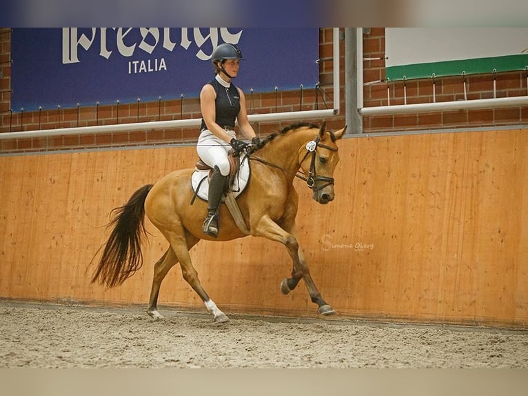 Pony tedesco Giumenta 7 Anni 142 cm Pelle di daino in Schuby