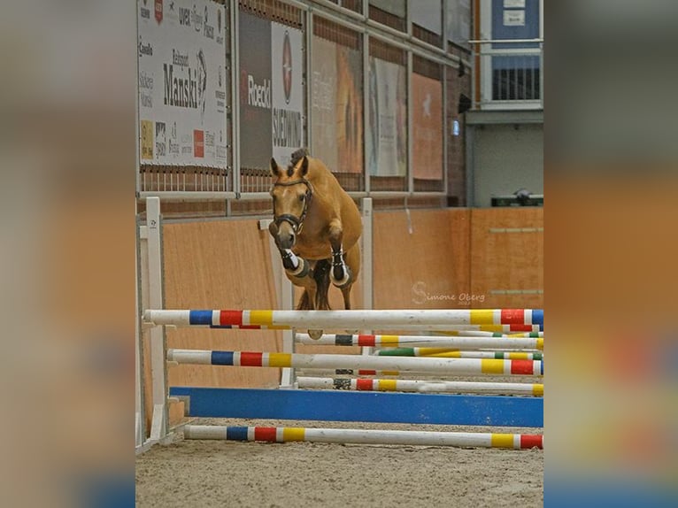 Pony tedesco Giumenta 7 Anni 142 cm Pelle di daino in Schuby