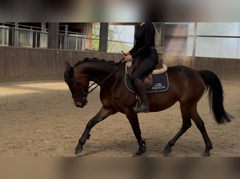 Pony tedesco Mix Giumenta 7 Anni 143 cm Baio in Friesoythe