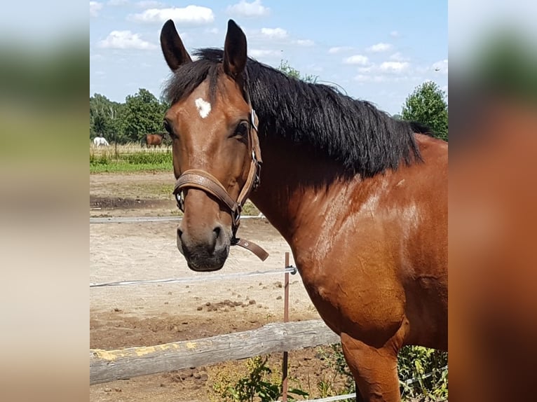 Pony tedesco Mix Giumenta 7 Anni 143 cm Baio in Berlin