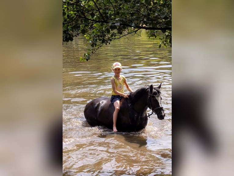 Pony tedesco Giumenta 7 Anni 143 cm Morello in Schwelm