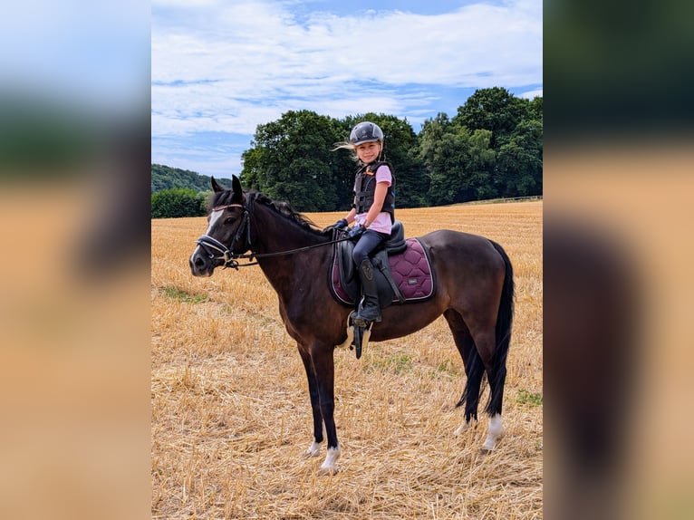 Pony tedesco Giumenta 7 Anni 143 cm Morello in Schwelm