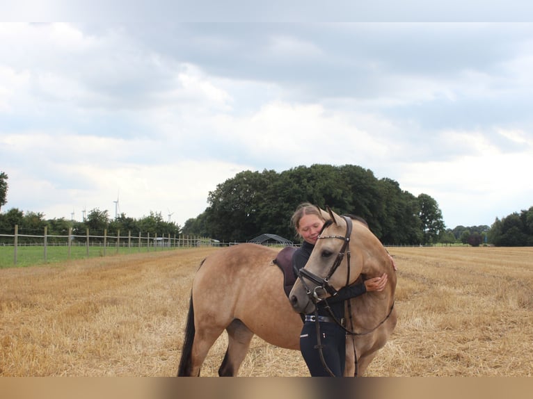 Pony tedesco Giumenta 7 Anni 144 cm Falbo in Bad Laer