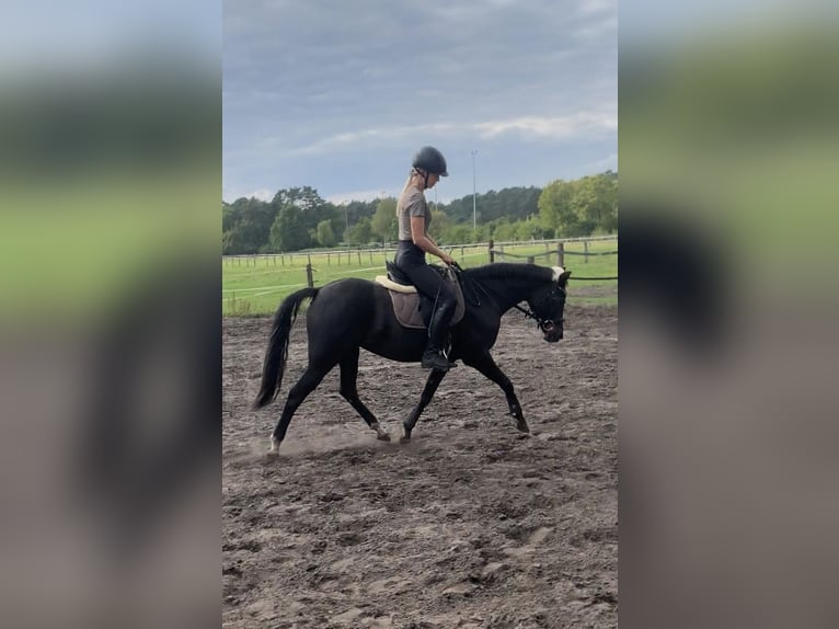 Pony tedesco Giumenta 7 Anni 144 cm Morello in Schloß Holte-Stukenbrock