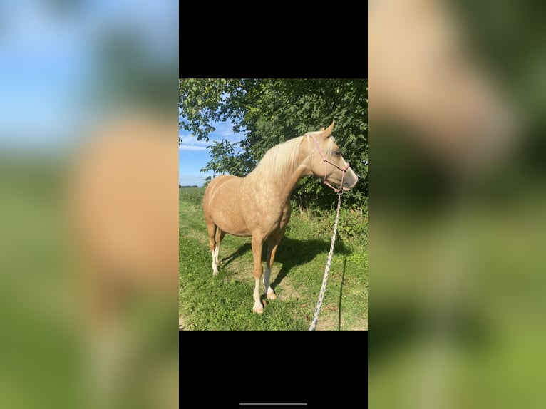 Pony tedesco Giumenta 7 Anni 144 cm Palomino in Kematen