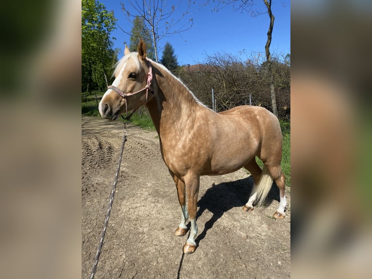 Pony tedesco Giumenta 7 Anni 144 cm Palomino in Kematen