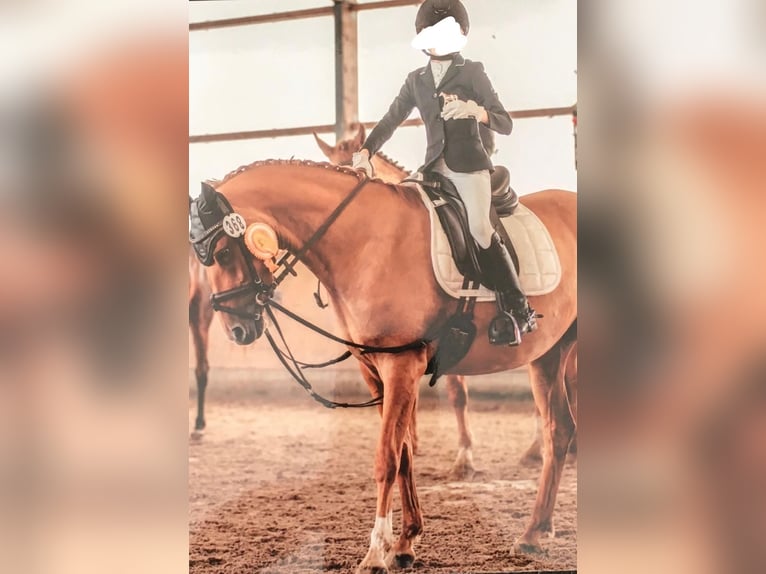 Pony tedesco Giumenta 7 Anni 144 cm Sauro in Bargstedt