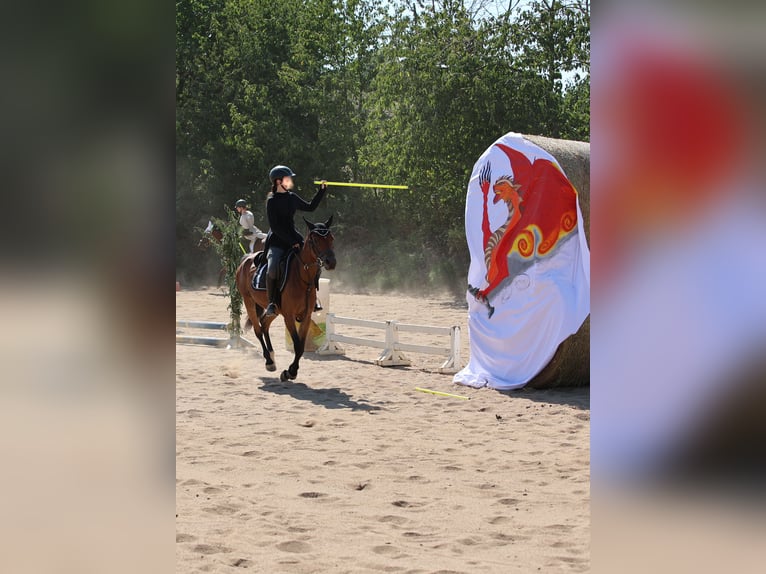 Pony tedesco Mix Giumenta 7 Anni 145 cm Baio in Colditz