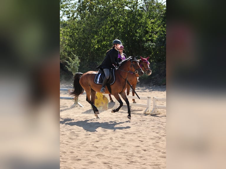 Pony tedesco Mix Giumenta 7 Anni 145 cm Baio in Colditz