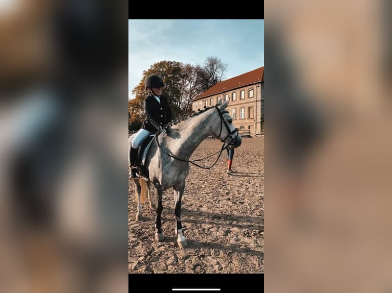 Pony tedesco Giumenta 7 Anni 145 cm Grigio pezzato in Alfeld (Leine)