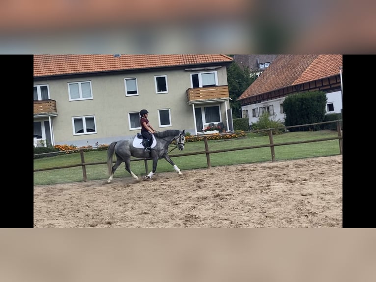 Pony tedesco Giumenta 7 Anni 145 cm Grigio pezzato in Alfeld (Leine)