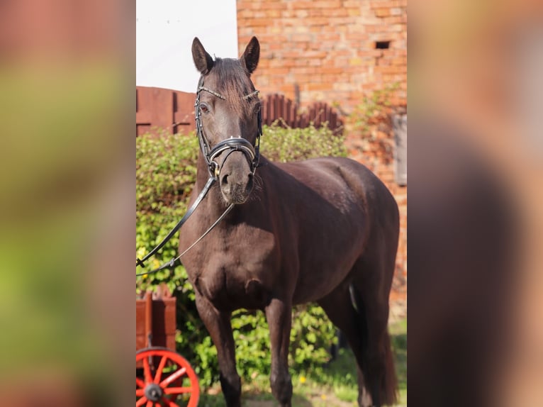 Pony tedesco Giumenta 7 Anni 145 cm Morello in Wolfsburg