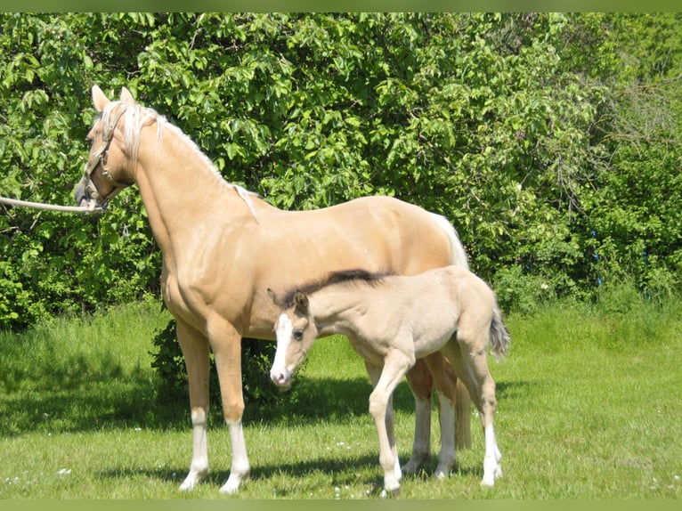 Pony tedesco Giumenta 7 Anni 145 cm Palomino in Soest