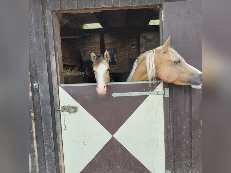 Pony tedesco Giumenta 7 Anni 145 cm Palomino in Soest