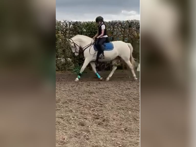 Pony tedesco Mix Giumenta 7 Anni 145 cm Perlino in Peizegem