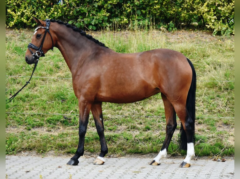Pony tedesco Giumenta 7 Anni 146 cm Baio in Fürstenau