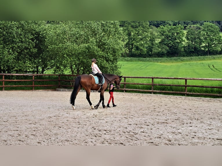 Pony tedesco Giumenta 7 Anni 146 cm Baio in Schenksolz