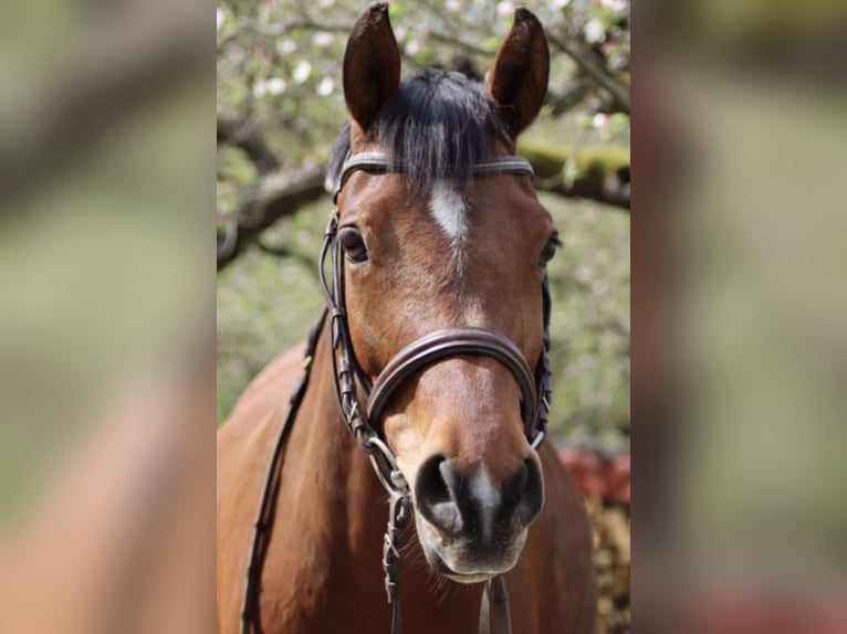 Pony tedesco Giumenta 7 Anni 146 cm Baio in Maulbronn