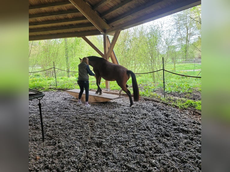 Pony tedesco Giumenta 7 Anni 146 cm Baio in Maulbronn