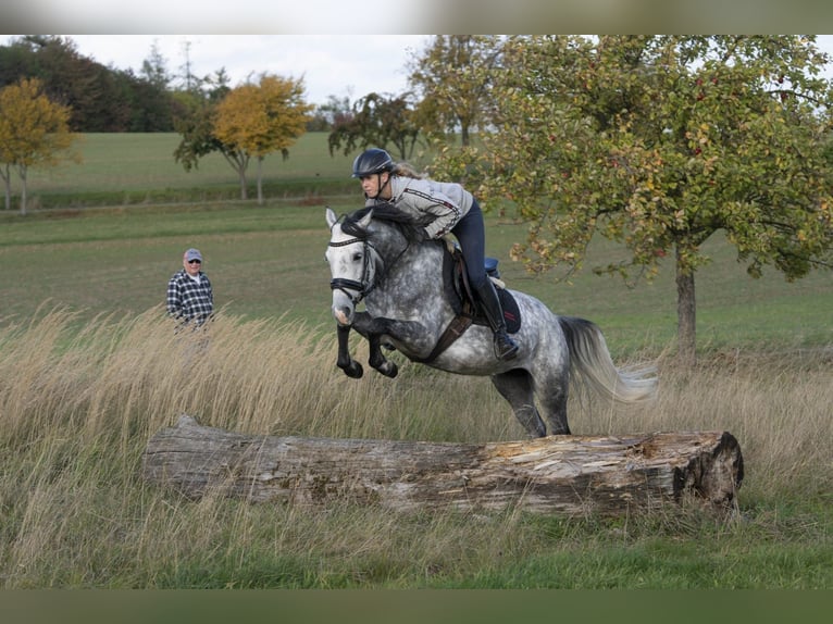 Pony tedesco Giumenta 7 Anni 146 cm Grigio pezzato in Kalletal