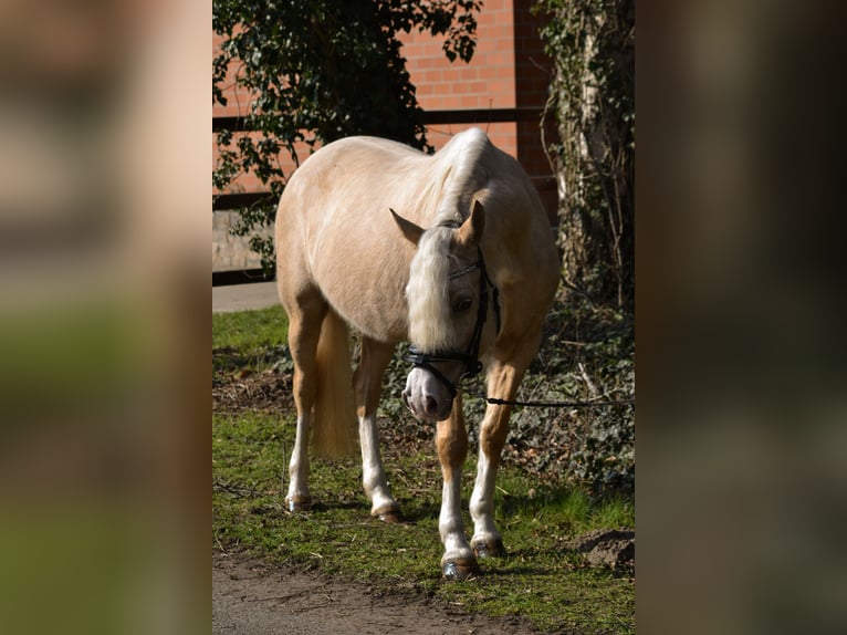 Pony tedesco Giumenta 7 Anni 146 cm Palomino in Stuhr