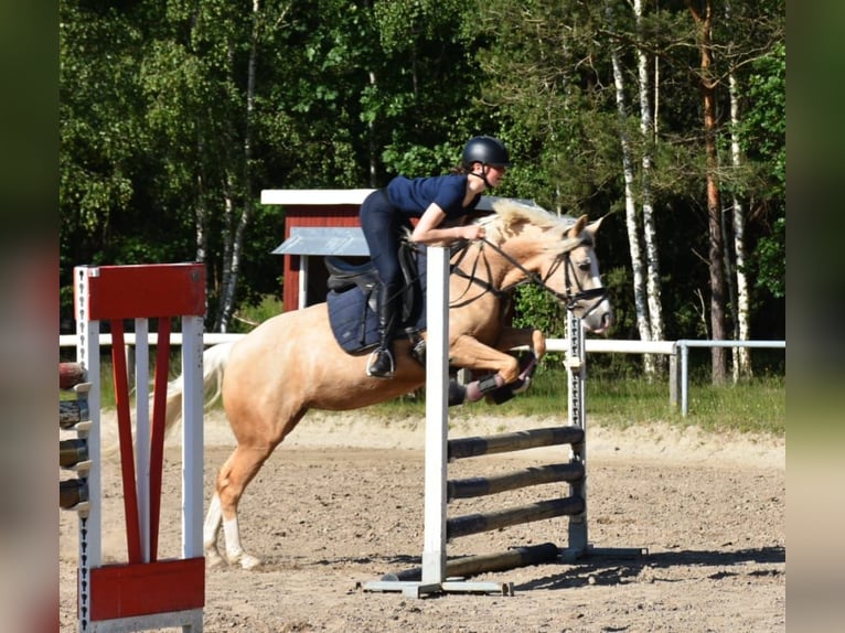 Pony tedesco Giumenta 7 Anni 146 cm Palomino in Stuhr