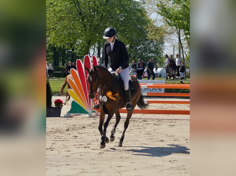 Pony tedesco Giumenta 7 Anni 147 cm Baio in Waltrop