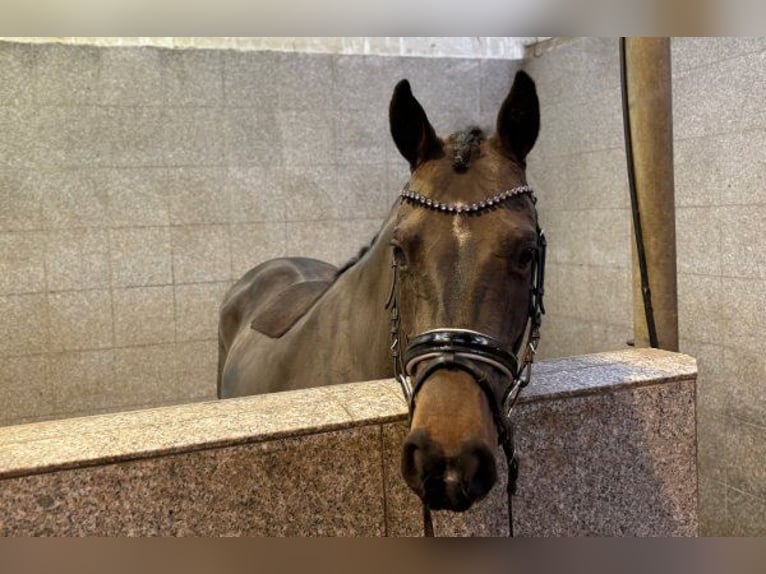 Pony tedesco Giumenta 7 Anni 147 cm Baio scuro in Verden (Aller)