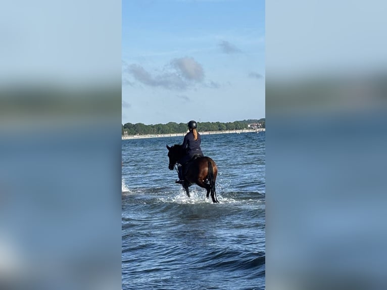 Pony tedesco Giumenta 7 Anni 147 cm Baio scuro in Neustadt am Rübenberge