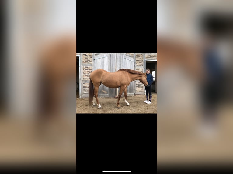 Pony tedesco Giumenta 7 Anni 147 cm in Bleckede