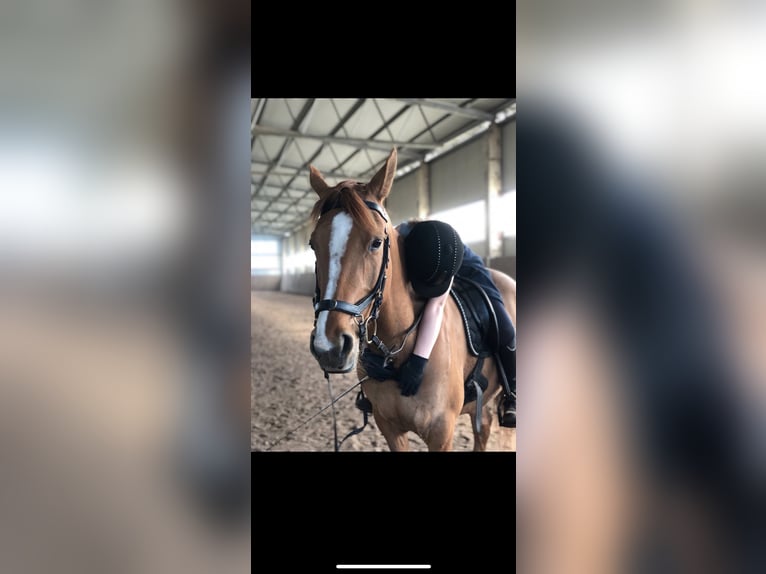 Pony tedesco Giumenta 7 Anni 147 cm in Bleckede