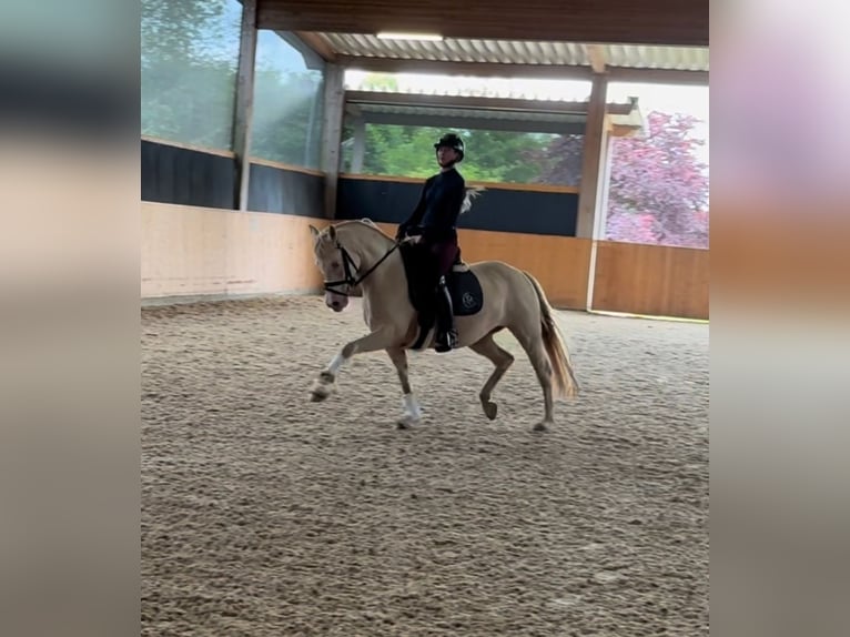 Pony tedesco Giumenta 7 Anni 147 cm Cremello in Münster