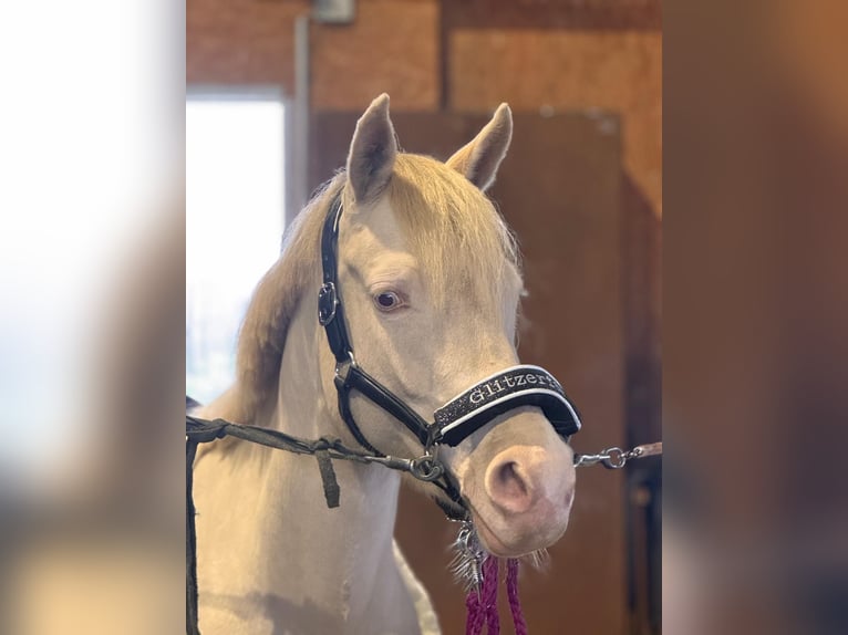 Pony tedesco Giumenta 7 Anni 147 cm Cremello in Münster