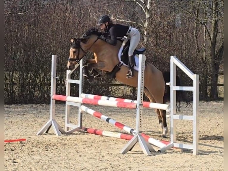 Pony tedesco Giumenta 7 Anni 147 cm Falbo in Rehburg-Loccum Münchehagen